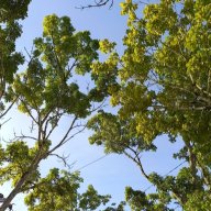 Nonamea