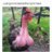 Peler_Ayam